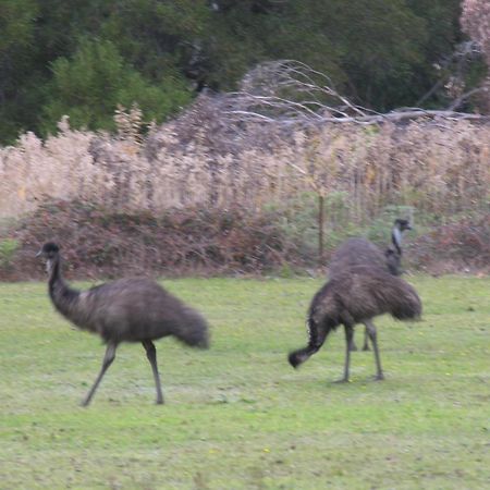 The Grampians Motel Halls Gap Εξωτερικό φωτογραφία