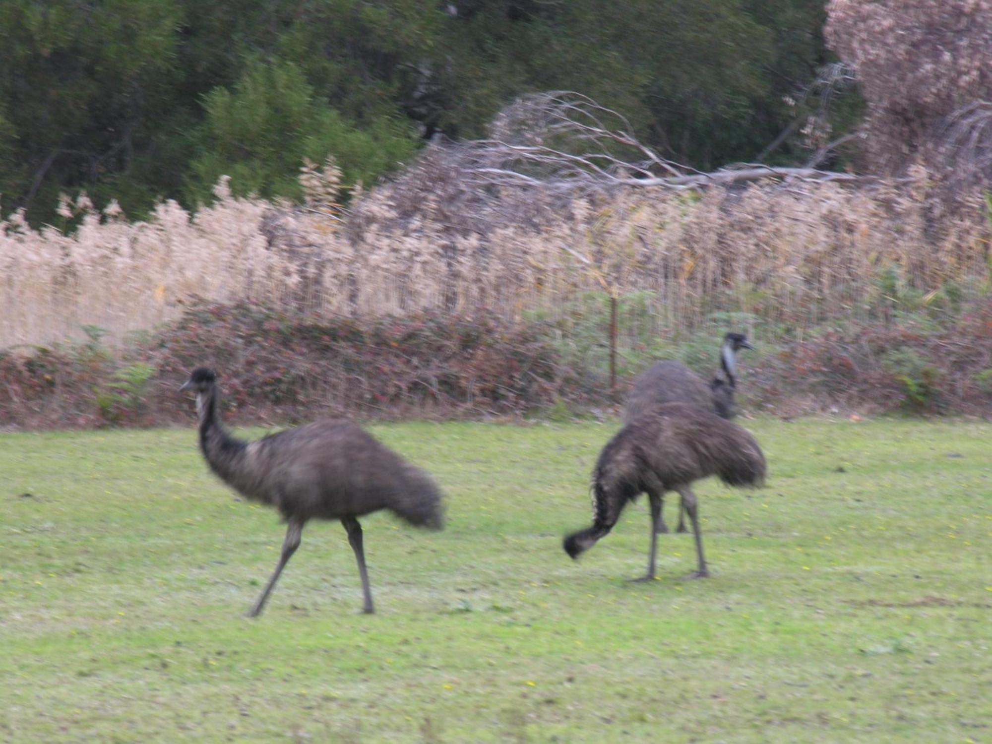 The Grampians Motel Halls Gap Εξωτερικό φωτογραφία